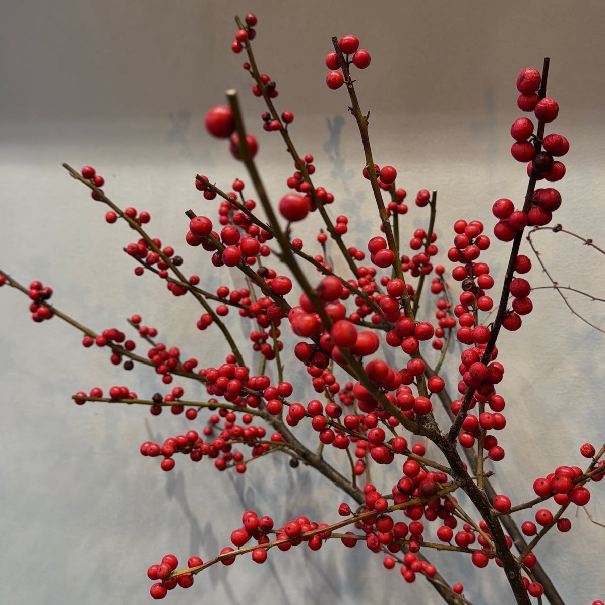 Ilex