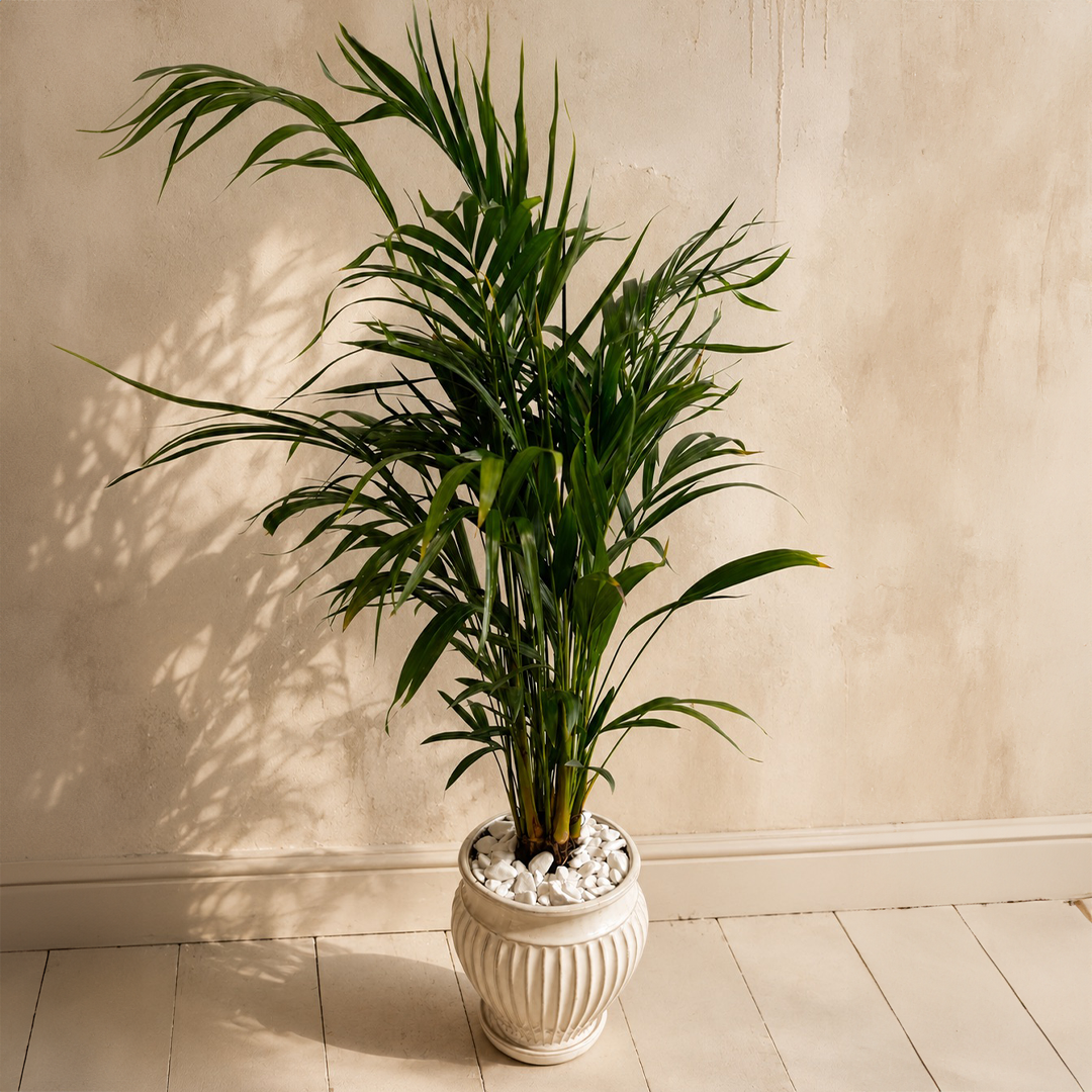GREEN PALM