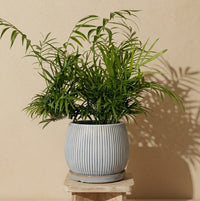PALM