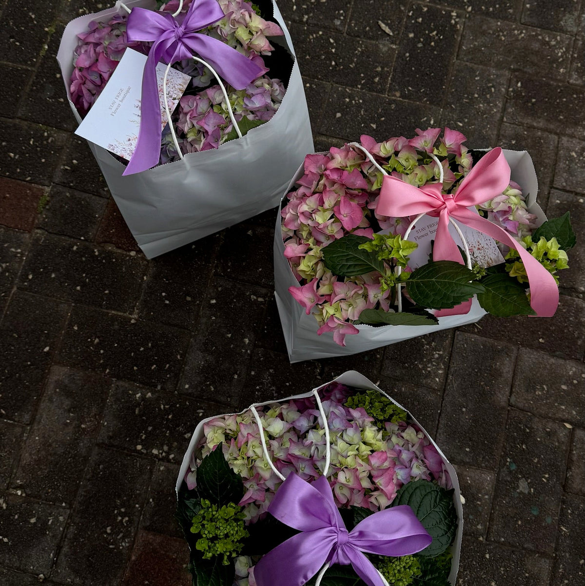 Hydrangea