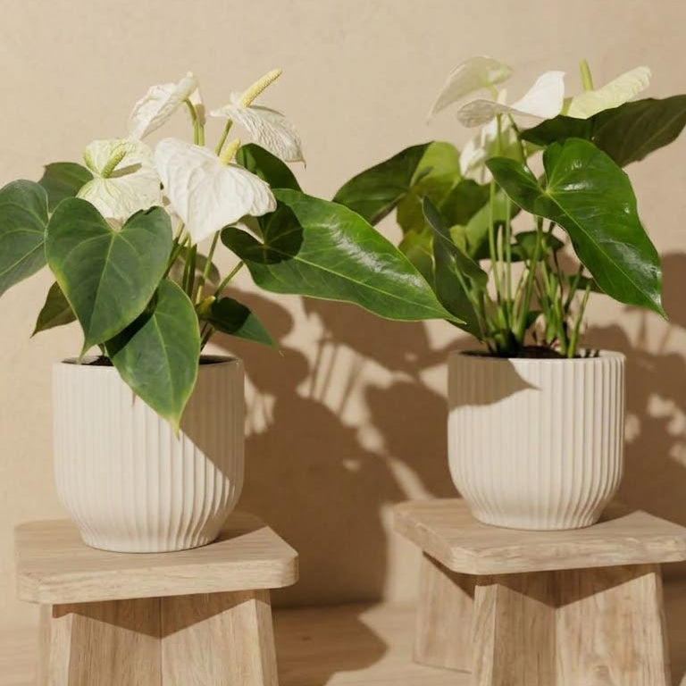 White Anthurium