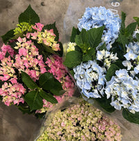 Hydrangea