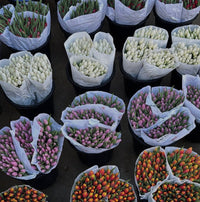 Tulip
